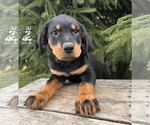 Small #2 Rottweiler