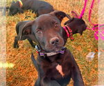 Small Photo #2 Labrador Retriever-Unknown Mix Puppy For Sale in San Diego, CA, USA