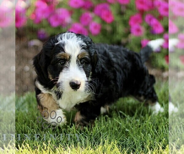 Medium Photo #3 Bernedoodle (Miniature) Puppy For Sale in GORDONVILLE, PA, USA