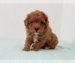 Small Photo #1 Poodle (Miniature) Puppy For Sale in CLARK, MO, USA