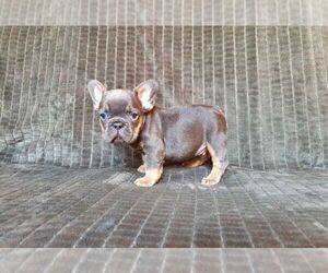 French Bulldog Puppy for sale in TAMPA, FL, USA