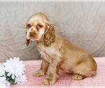 Puppy Tammy Cocker Spaniel