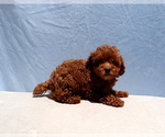 Small #2 Poodle (Toy)