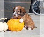 Small Photo #5 Dachshund Puppy For Sale in MYERSTOWN, PA, USA