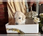 Small Photo #6 Poodle (Standard) Puppy For Sale in PLYMOUTH, IN, USA