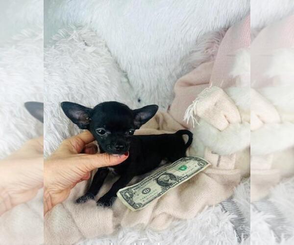 Medium Photo #2 Chihuahua Puppy For Sale in JENSEN BEACH, FL, USA