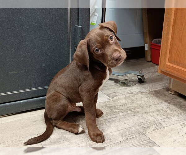 Medium Photo #1 Golden Retriever-Unknown Mix Puppy For Sale in Ames, IA, USA