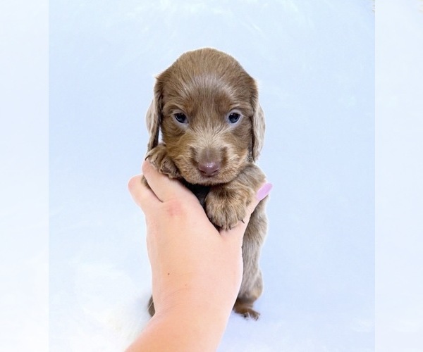 Medium Photo #5 Dachshund Puppy For Sale in DAVIS, CA, USA