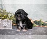 Small #1 Havanese