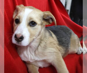 Pecan - Female Shepradors Dog for Adoption - Photo #3