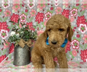Goldendoodle Puppy for sale in LANCASTER, PA, USA