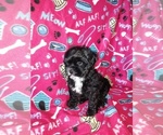 Small #10 Morkie