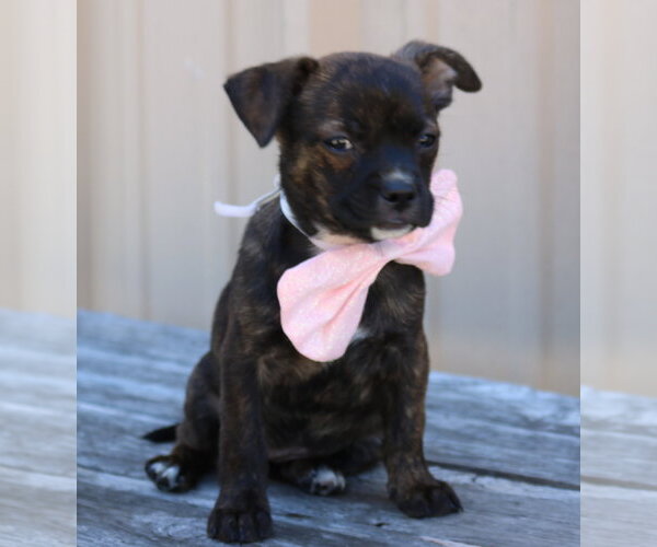 Medium Photo #2 Chihuahua-Unknown Mix Puppy For Sale in Bandera, TX, USA