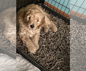 Goldendoodle Puppy for sale in MARION, IA, USA