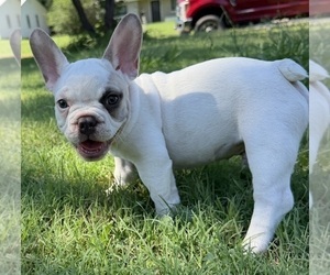French Bulldog Puppy for sale in CUSHING, OK, USA