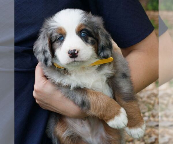 Medium Photo #4 Bernedoodle (Miniature) Puppy For Sale in HONEY BROOK, PA, USA