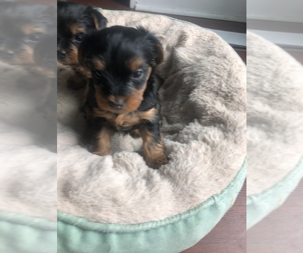 Medium Photo #1 Yorkshire Terrier Puppy For Sale in BOLINGBROOK, IL, USA