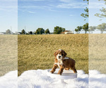 Small #3 Goldendoodle-Poodle (Toy) Mix