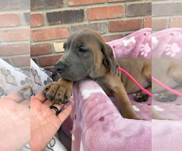 Medium Photo #1 Mutt Puppy For Sale in Goodyear, AZ, USA