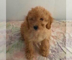 Cavapoo-Poodle (Miniature) Mix Puppy for sale in FORT PLAIN, NY, USA