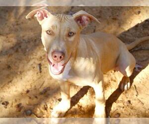 American Staffordshire Terrier-Unknown Mix Dogs for adoption in Tallahassee, FL, USA