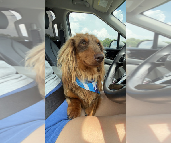 Medium Photo #1 Dachshund Puppy For Sale in HILLSBORO, KY, USA