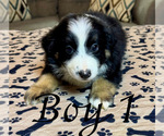 Puppy Boy 1 Australian Shepherd