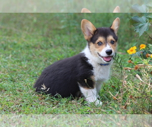 Pembroke Welsh Corgi Puppy for sale in FAIR GROVE, MO, USA