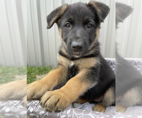 Medium Photo #9 German Shepherd Dog Puppy For Sale in BERRY, AL, USA