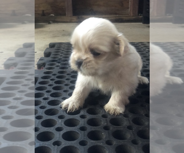 Medium Photo #9 Shih Tzu Puppy For Sale in MILTON, FL, USA