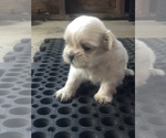 Small Photo #9 Shih Tzu Puppy For Sale in MILTON, FL, USA