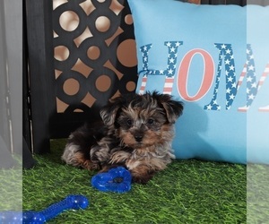 Yorkipoo Puppy for sale in MOUNT VERNON, OH, USA