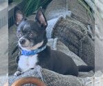 Small #4 Chihuahua