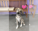 Small #1 Mutt