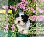 Small Photo #1 Shih Tzu Puppy For Sale in SMITHVILLE, TX, USA