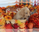 Small Photo #5 Labrador Retriever Puppy For Sale in MOUNT AIRY, NC, USA