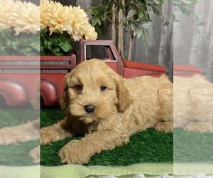 Cock-A-Poo Puppy for sale in CANOGA, NY, USA