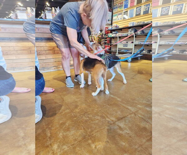 Medium Photo #9 Beagle-Unknown Mix Puppy For Sale in Fultonham, NY, USA