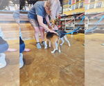 Small #8 Beagle Mix