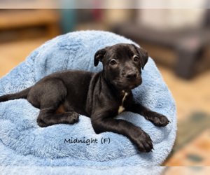 American Pit Bull Terrier Puppy for sale in RICHMOND, CA, USA