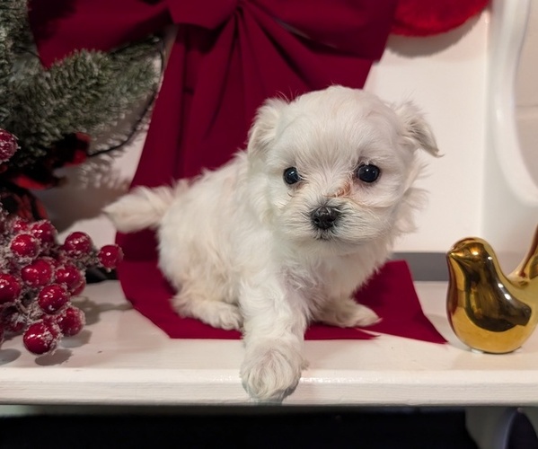 Medium Photo #5 Maltese Puppy For Sale in GOSHEN, IN, USA