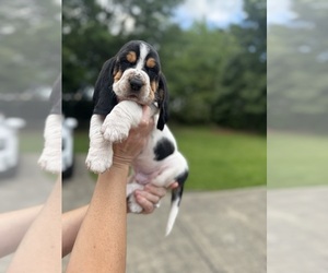 Basset Hound Puppy for sale in DALTON, GA, USA