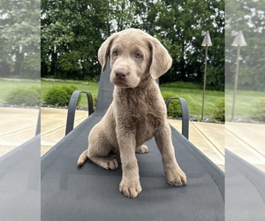 Labrador Retriever Puppy for sale in FRANKLIN, IN, USA