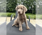 Image preview for Ad Listing. Nickname: Luke