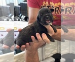 Small Photo #28 Cane Corso Puppy For Sale in REEVESVILLE, SC, USA