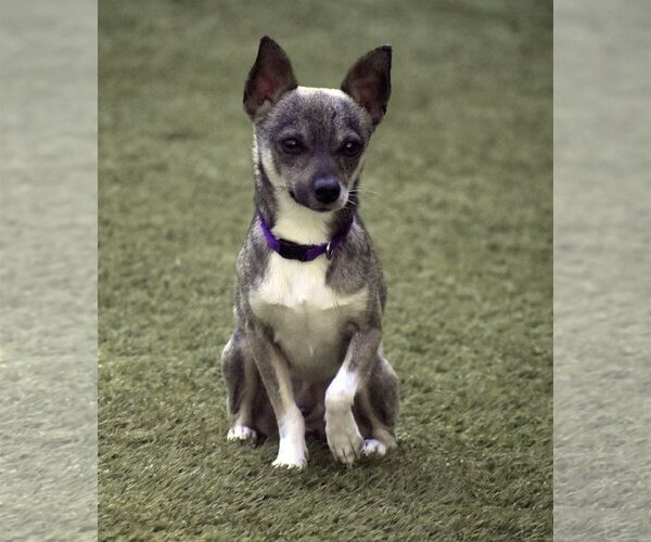 Medium Photo #1 Chihuahua Puppy For Sale in Sarasota, FL, USA