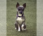 Small Photo #1 Chihuahua Puppy For Sale in Sarasota, FL, USA
