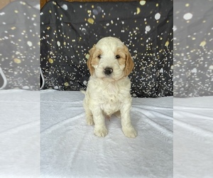 Goldendoodle (Miniature) Puppy for Sale in LANCASTER, Pennsylvania USA