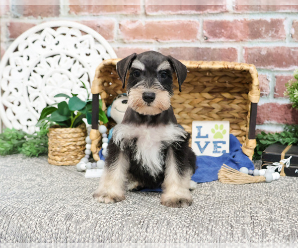 Medium Photo #4 Schnauzer (Miniature) Puppy For Sale in SYRACUSE, IN, USA