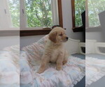 Small #15 Golden Retriever
